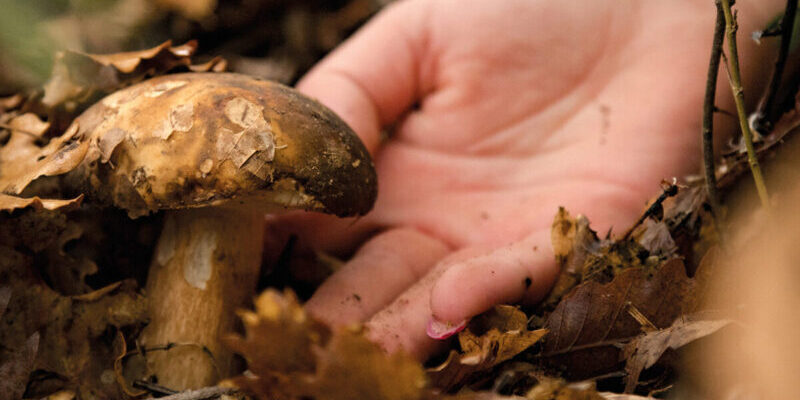 Fungo-porcino-e1663151200409