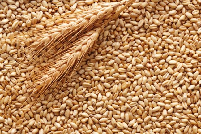 grano