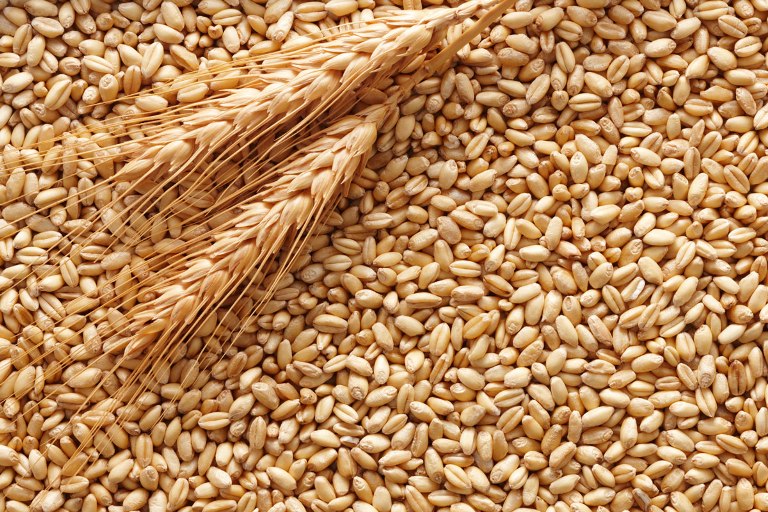 GIORNATA DIMOSTRATIVA-PROGETTO ‘BIOeBIO’ – Gal Alto Tammaro